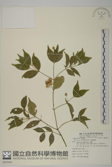 中國衛矛藏品圖，第1張