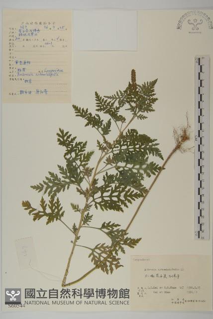 豬草、瘤果菊藏品圖，第1張
