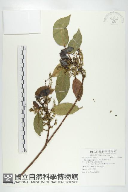 薯豆藏品圖，第1張