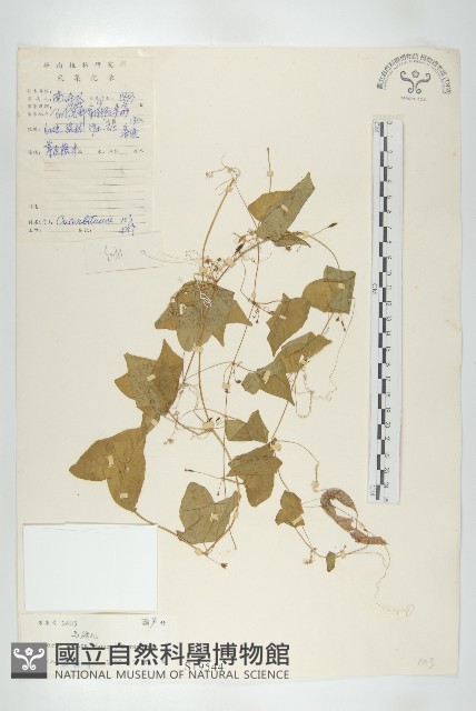 馬交兒藏品圖，第1張