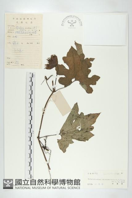 長萼栝樓藏品圖，第1張