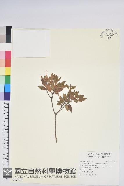 紅毛杜鵑藏品圖，第1張