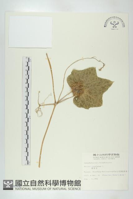 單子瓜、星瓜、刺果瓜藏品圖，第1張