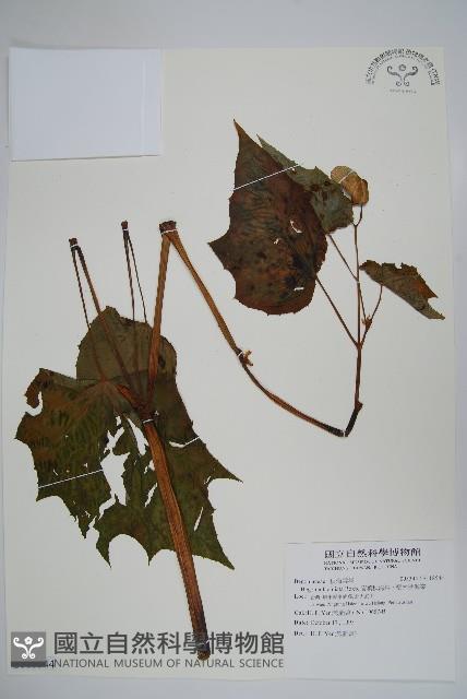 裂葉秋海棠、巒大秋海棠藏品圖，第1張