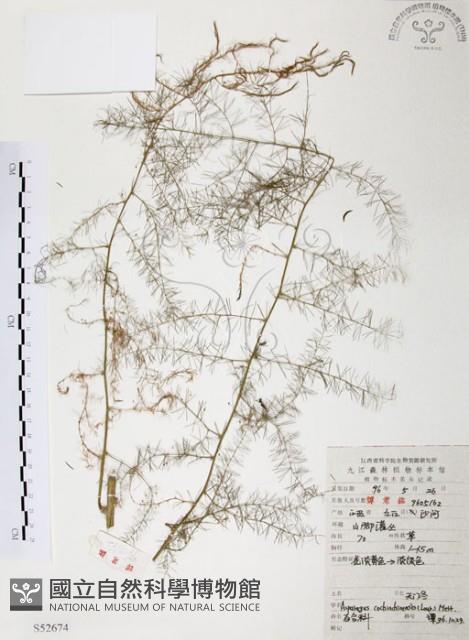 天門冬藏品圖，第1張