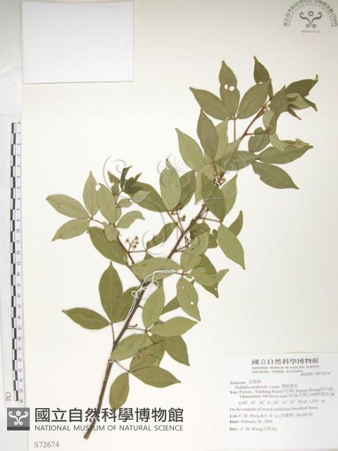 飛龍掌血藏品圖，第1張