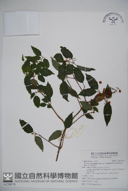 狹葉莢迷藏品圖，第1張