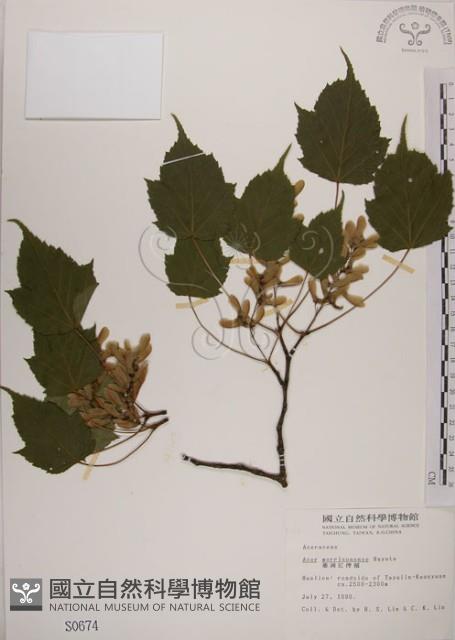 臺灣紅榨槭藏品圖，第1張