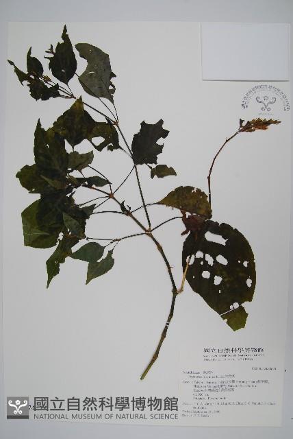 六角英, 槍刀菜藏品圖，第1張