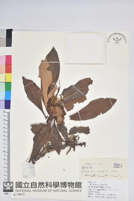 寬鐘杜鵑藏品圖，第1張