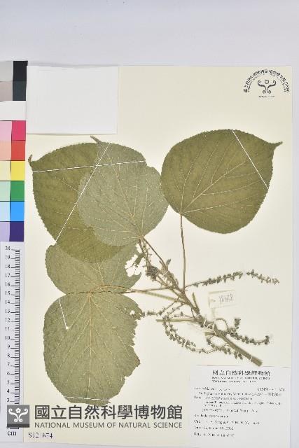 花蓮鐵莧、臺東鐵莧藏品圖，第1張