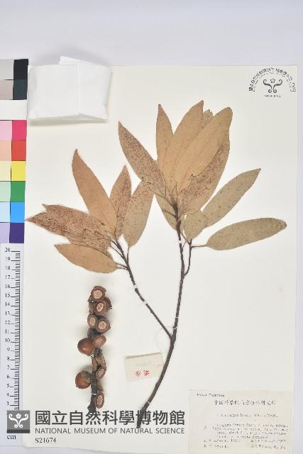 綿柯藏品圖，第1張