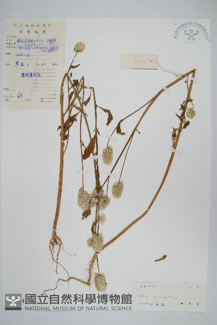 青葙藏品圖，第1張