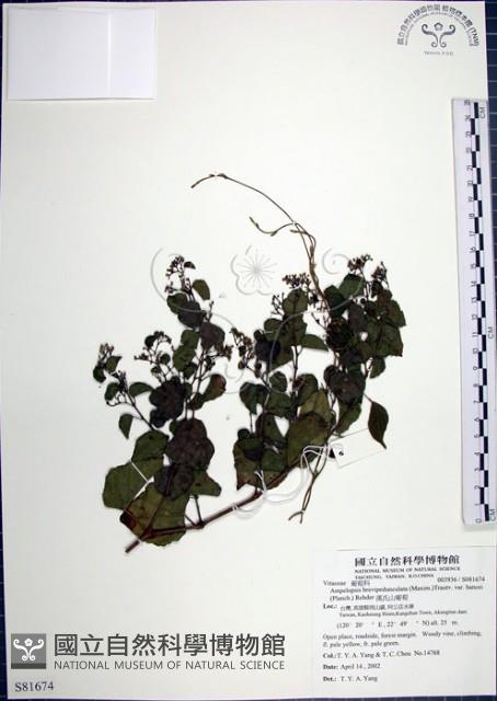 漢氏山葡萄藏品圖，第1張