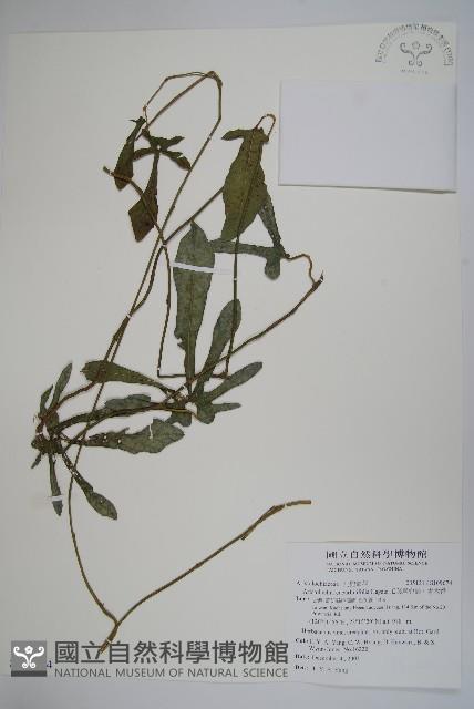 瓜葉馬兜鈴、青木香藏品圖，第1張