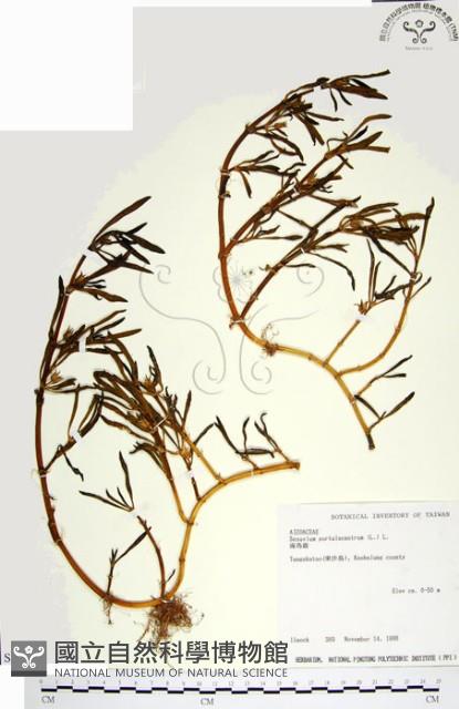 海馬齒藏品圖，第1張