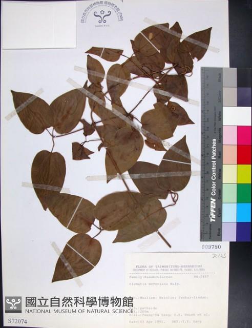 麥氏鐵線蓮藏品圖，第1張