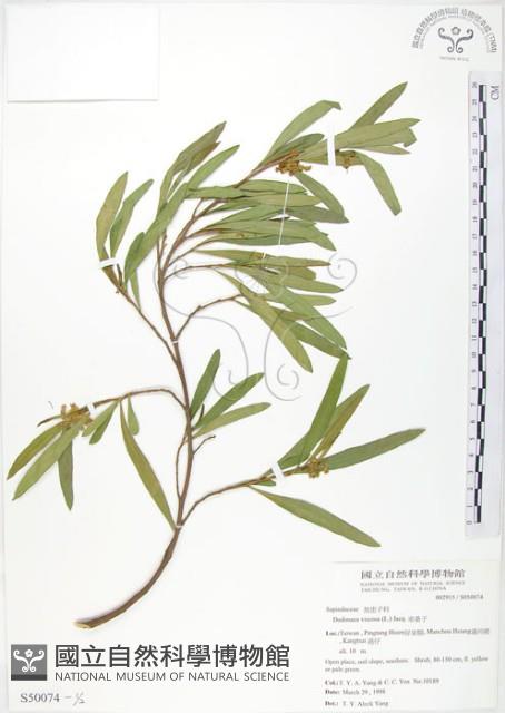 車桑子藏品圖，第1張