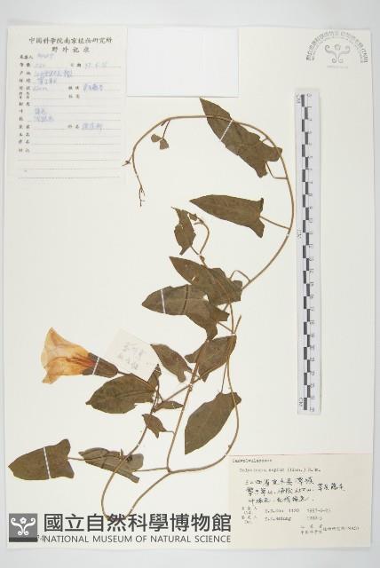 篱打碗花藏品圖，第1張