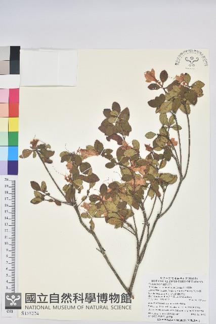 紅毛杜鵑藏品圖，第1張