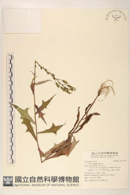 鵝仔草藏品圖，第1張