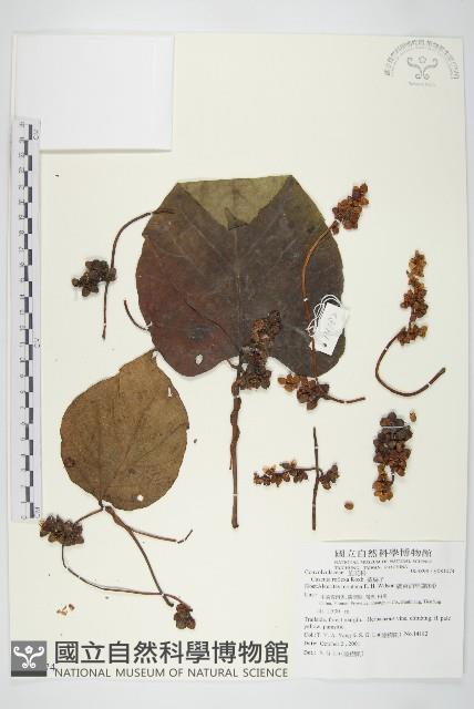 菟絲子藏品圖，第1張