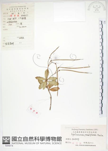 石吊蘭、吊石苣苔藏品圖，第1張