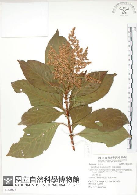 呂宋水錦樹藏品圖，第1張