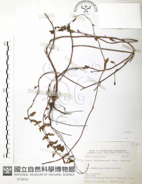 克非亞草藏品圖，第1張