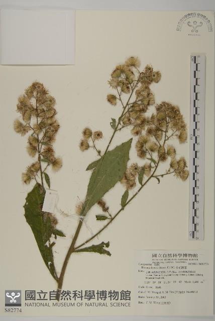 生毛將軍藏品圖，第1張