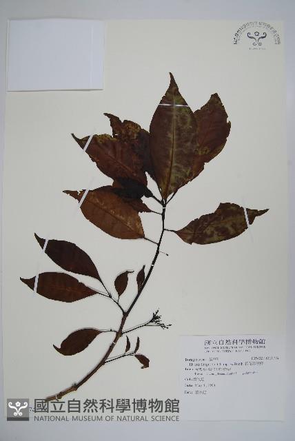 長花厚殼樹藏品圖，第1張