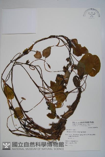 Water shield Collection Image, Figure 1, Total 2 Figures