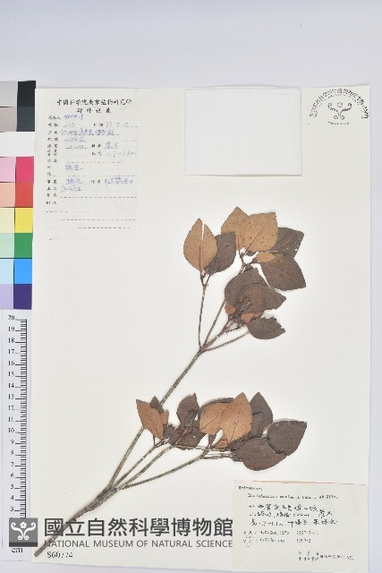 守城滿山紅、馬禮士杜鵑藏品圖，第1張