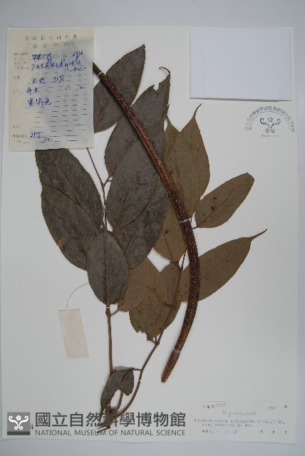 羽葉楸藏品圖，第1張