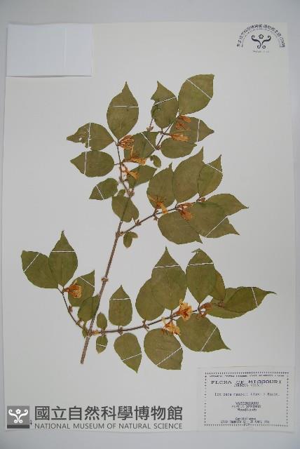 金銀忍冬藏品圖，第1張