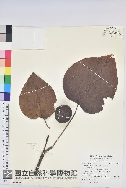 三年桐、光桐藏品圖，第1張