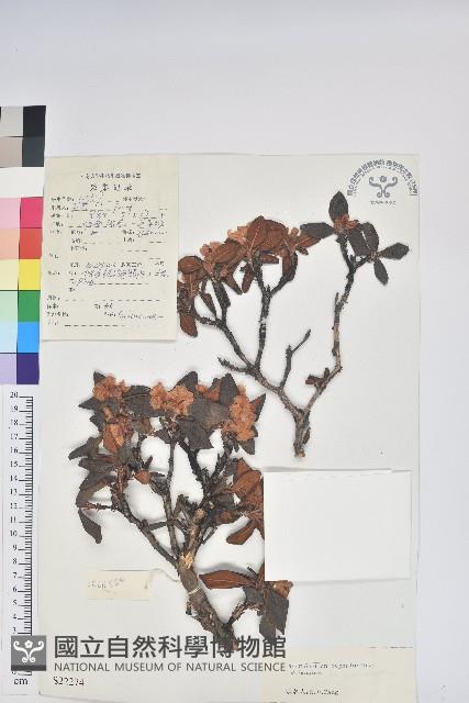 毛喉杜鵑藏品圖，第1張