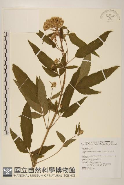 台灣澤蘭藏品圖，第1張