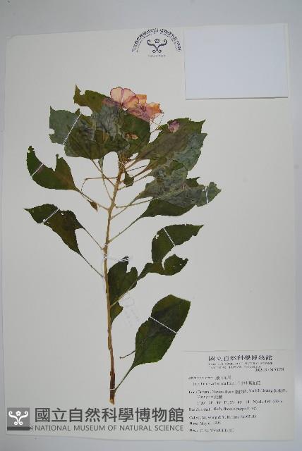 非洲鳳仙花藏品圖，第1張