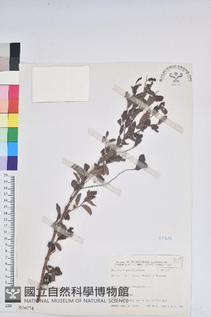 臺灣山漆莖藏品圖，第1張