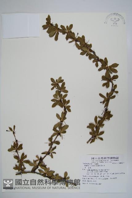 玉山小蘗藏品圖，第1張