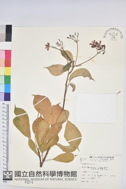 琴葉櫻藏品圖，第1張