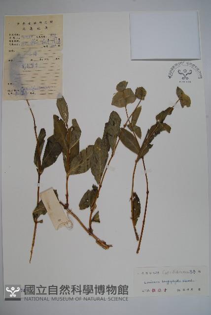 盤葉忍冬藏品圖，第1張