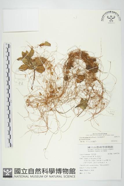 平原菟絲子藏品圖，第1張