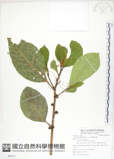 大冇榕、稜果榕藏品圖，第1張