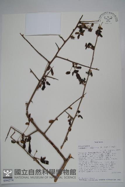 登錄號:S094274藏品圖，第1張