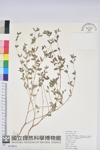 斑地錦藏品圖，第1張