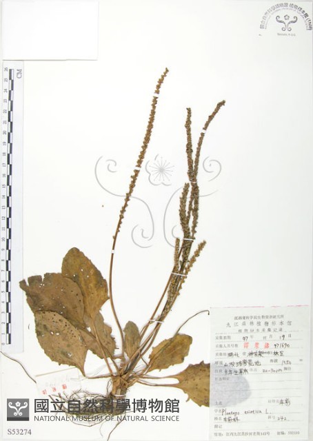 車前草藏品圖，第1張