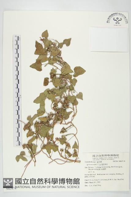 紅花野牽牛藏品圖，第1張