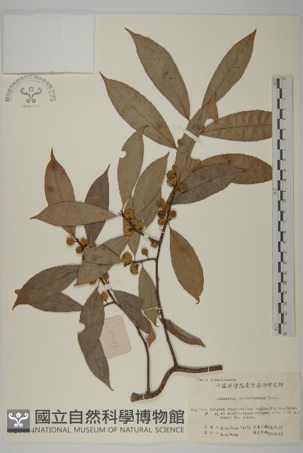 短梗南蛇藤藏品圖，第1張